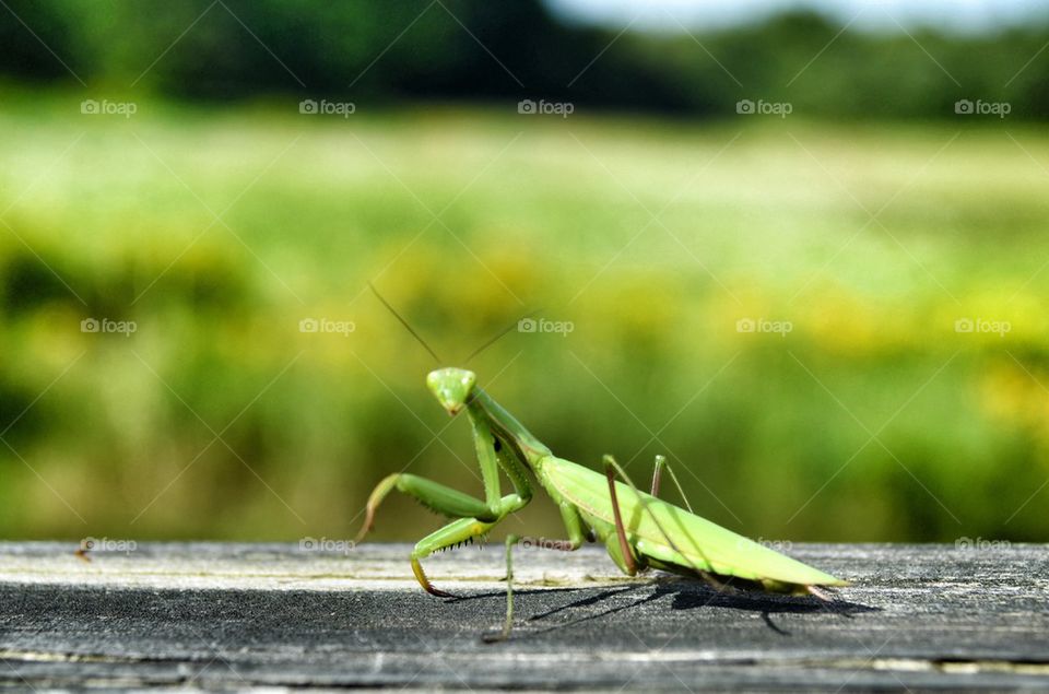 nature