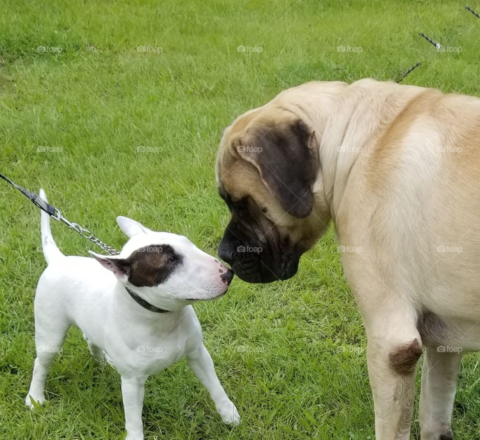 Bull Terrier meets Bull Mastiff,  good dogs like meeting other good dogs.