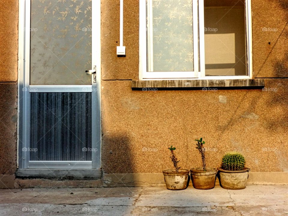 Three cactuses