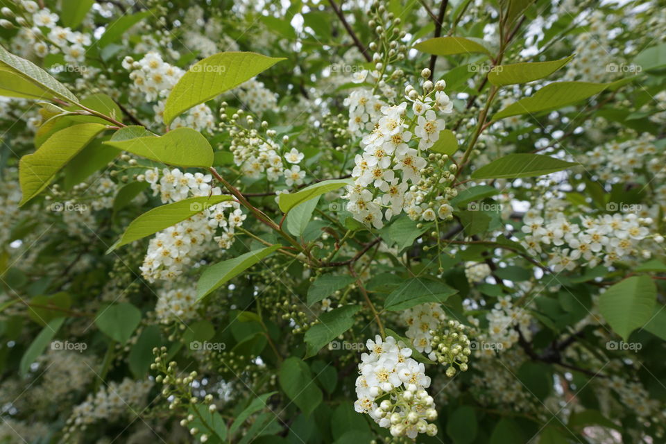 White flowers