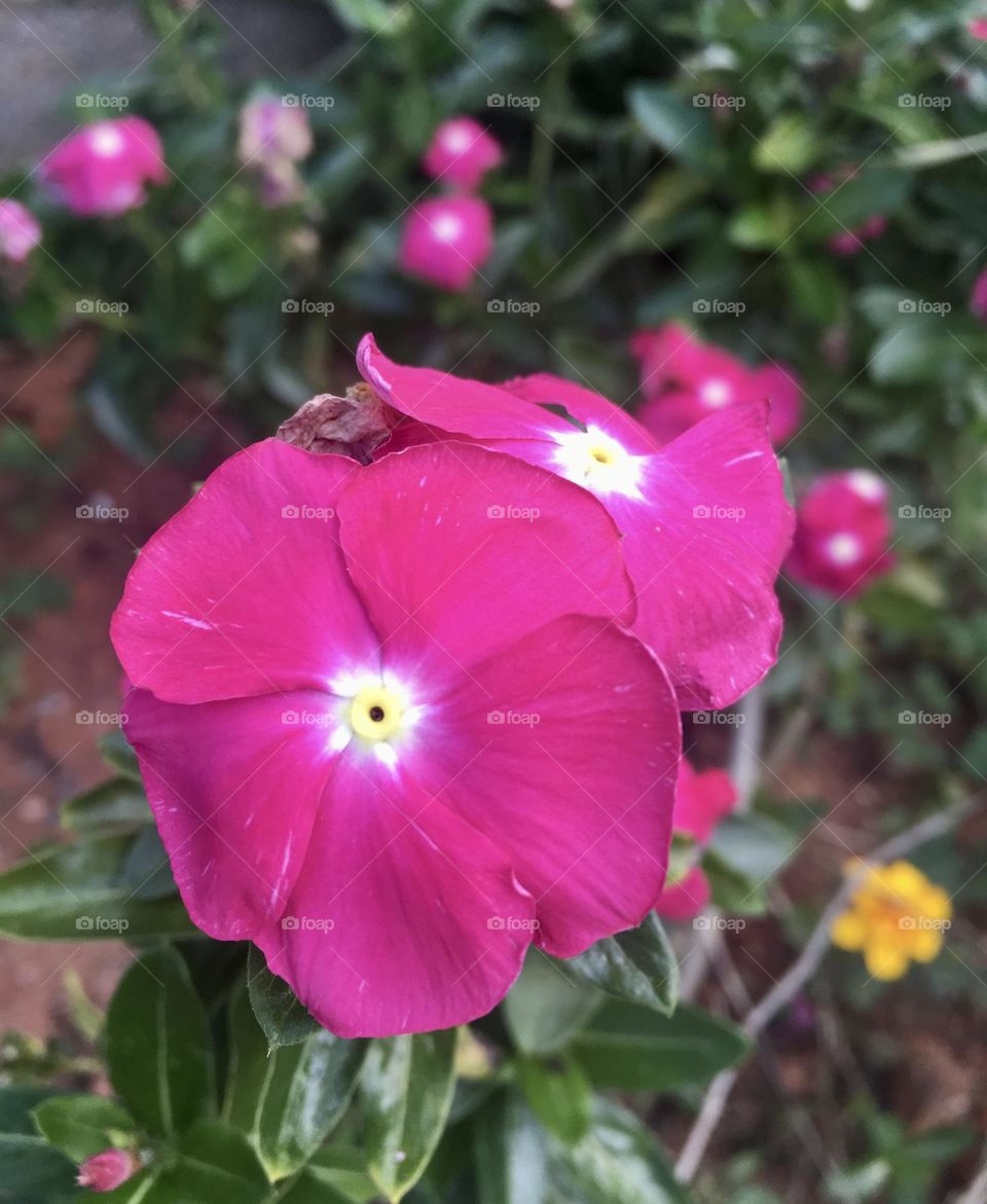 🌹 🇺🇸 Very beautiful flowers to brighten our day.  Live nature and its beauty. Did you like the delicate petals? / 🇧🇷 Flores muito bonitas para alegrar nosso dia. Viva a natureza e sua beleza. Gostaram das pétalas delicadas? 