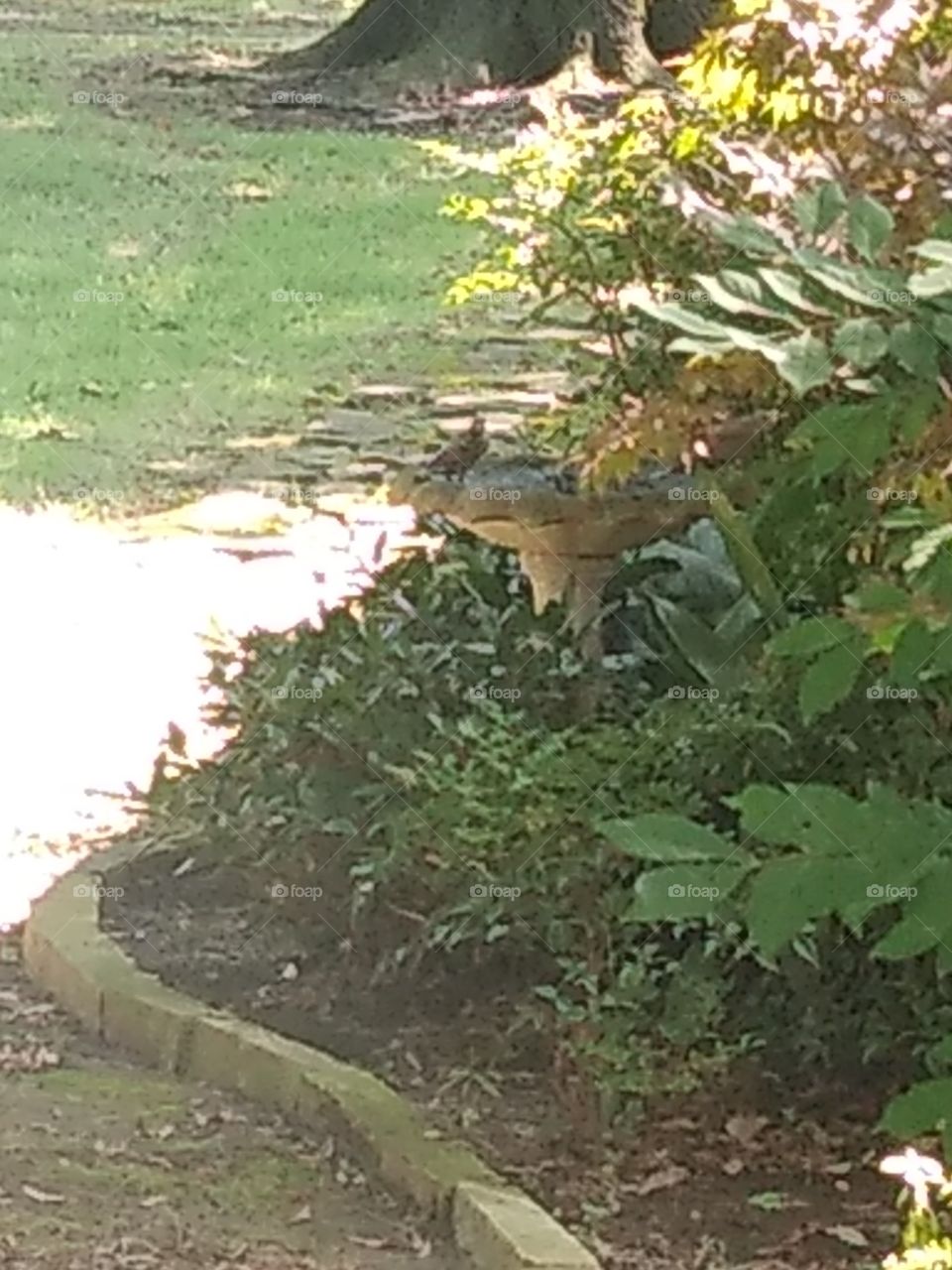 it's hoooot in Arkansas, just look closely at the bird drinkn water from neighbors front yard