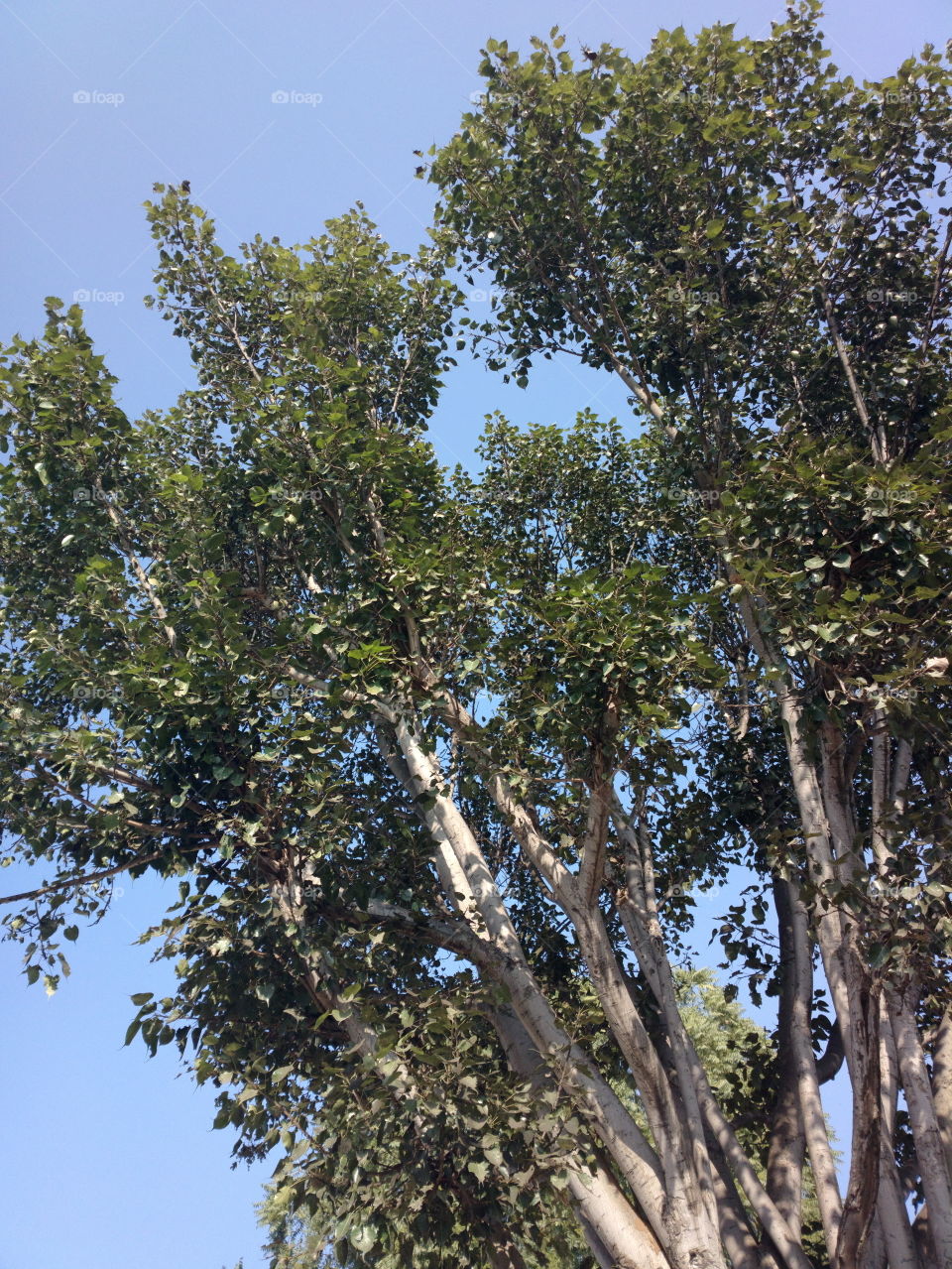 pipal tree