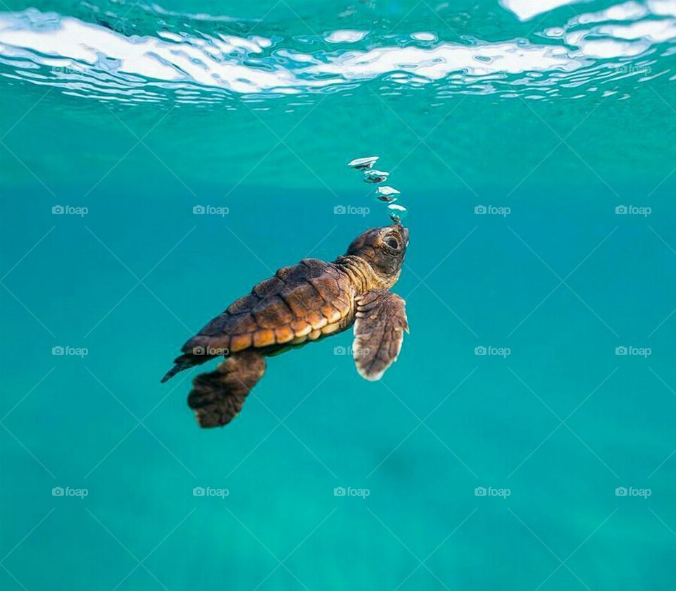 turtle