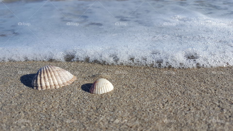 shells on sand