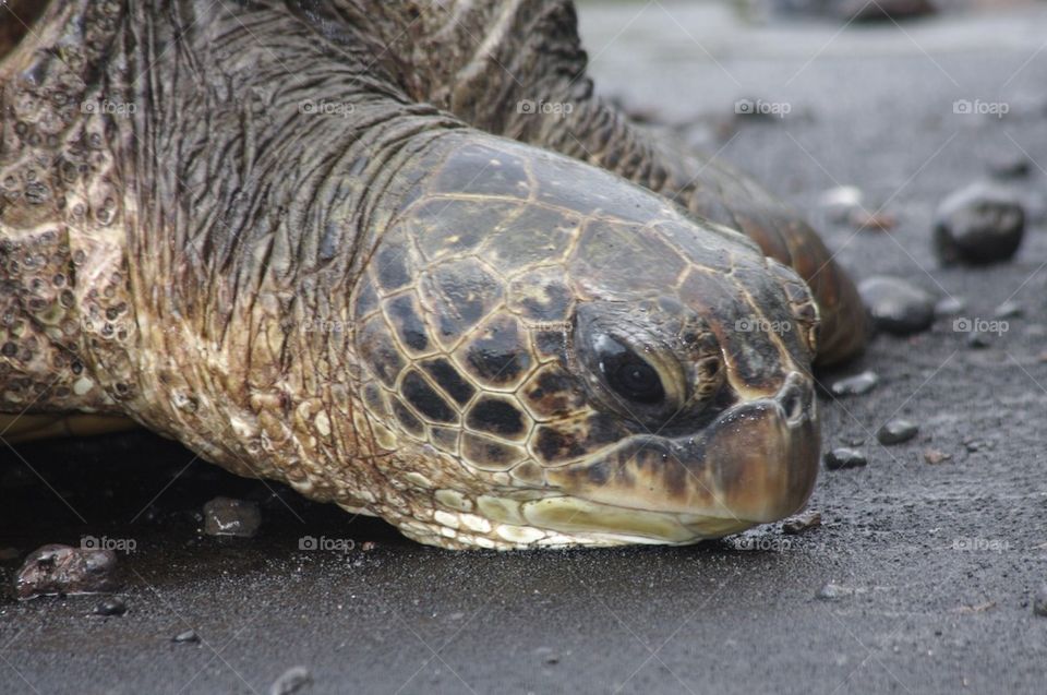 Black Sand Beach Honu