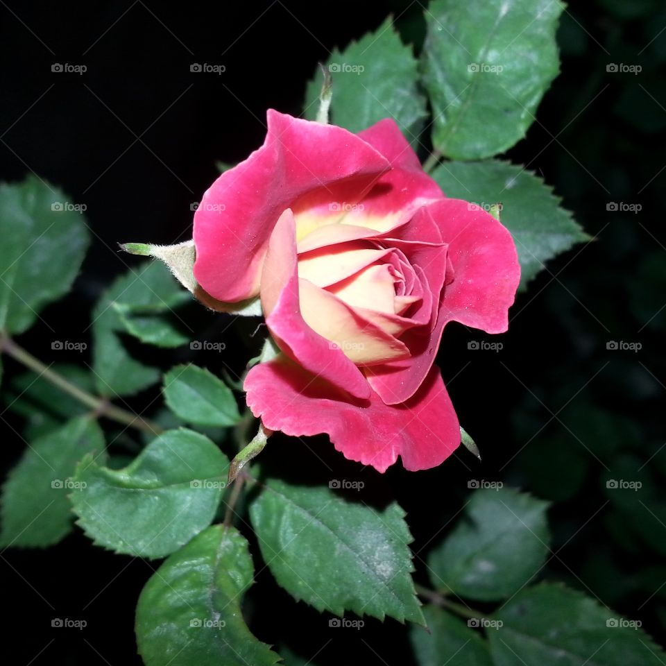 loveable rose. This rose shows that how much I love in this world bt it shows only when then we go close 