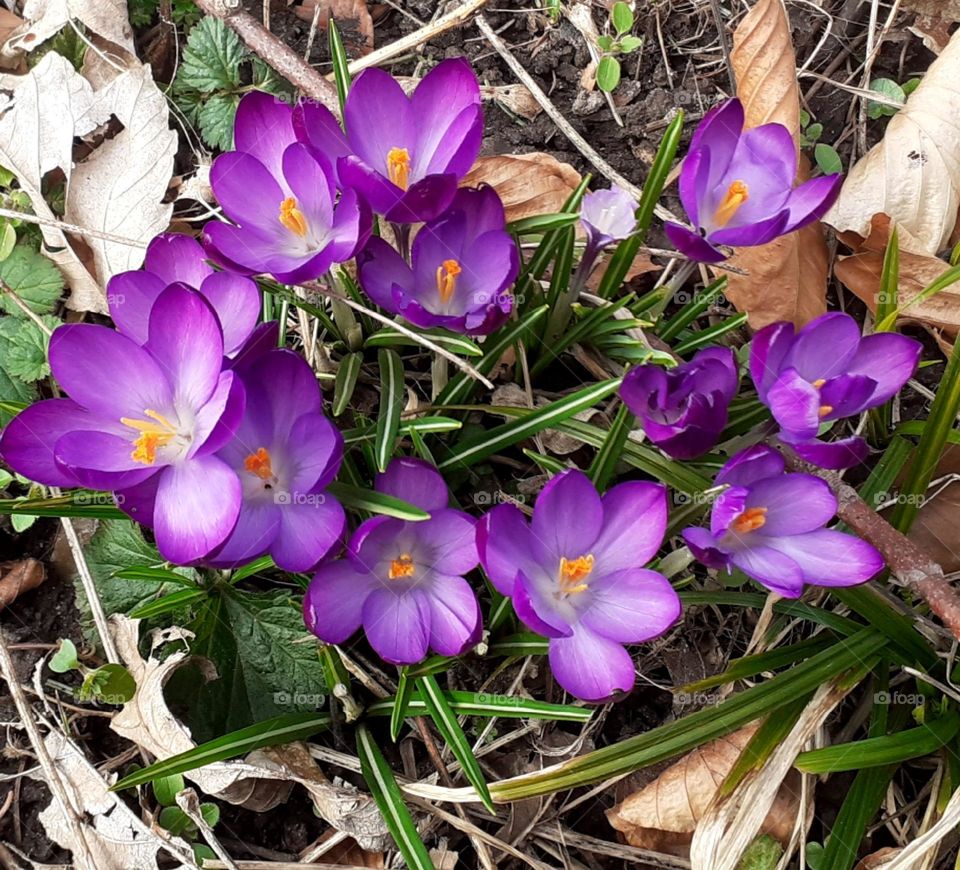 snow crocus