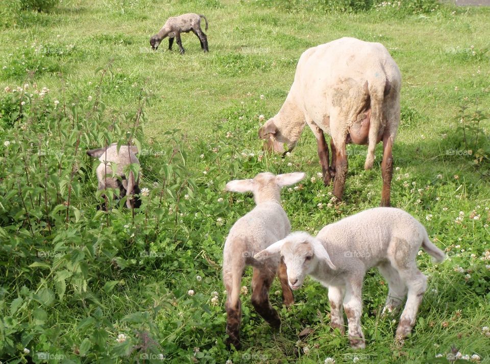 Lämmerspiel. Lambs play in a pasture
