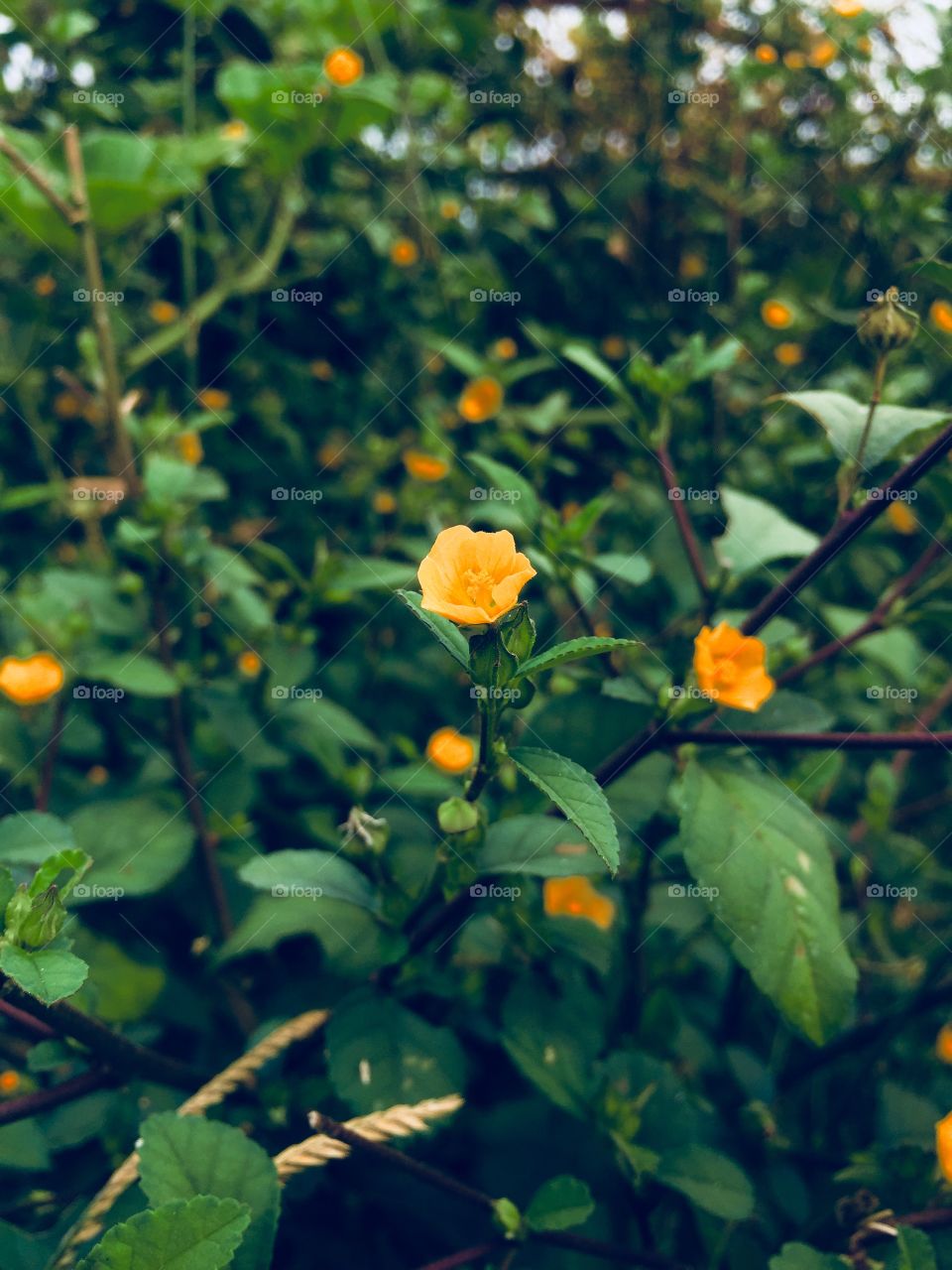 Yellow flower in my garden 