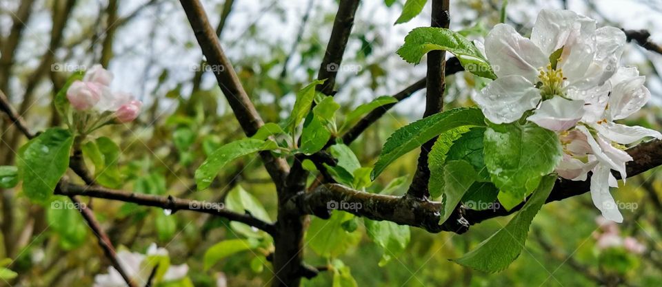 Raindrops on apple blossom
