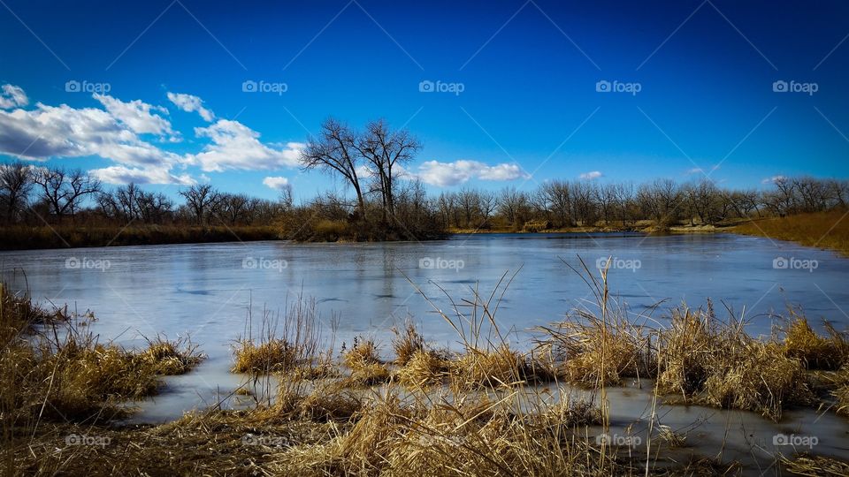 Reeds and Water