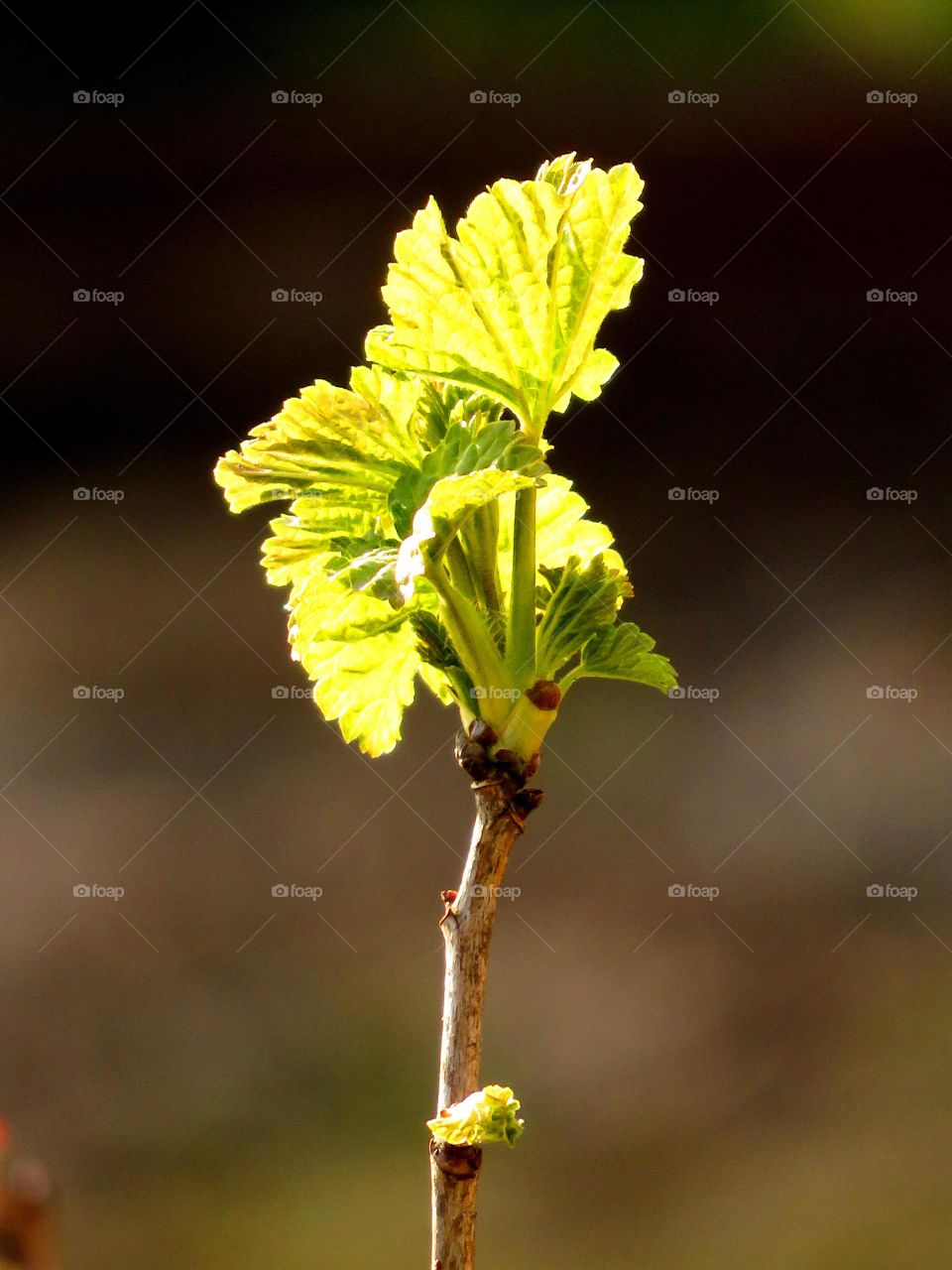 Spring leaves