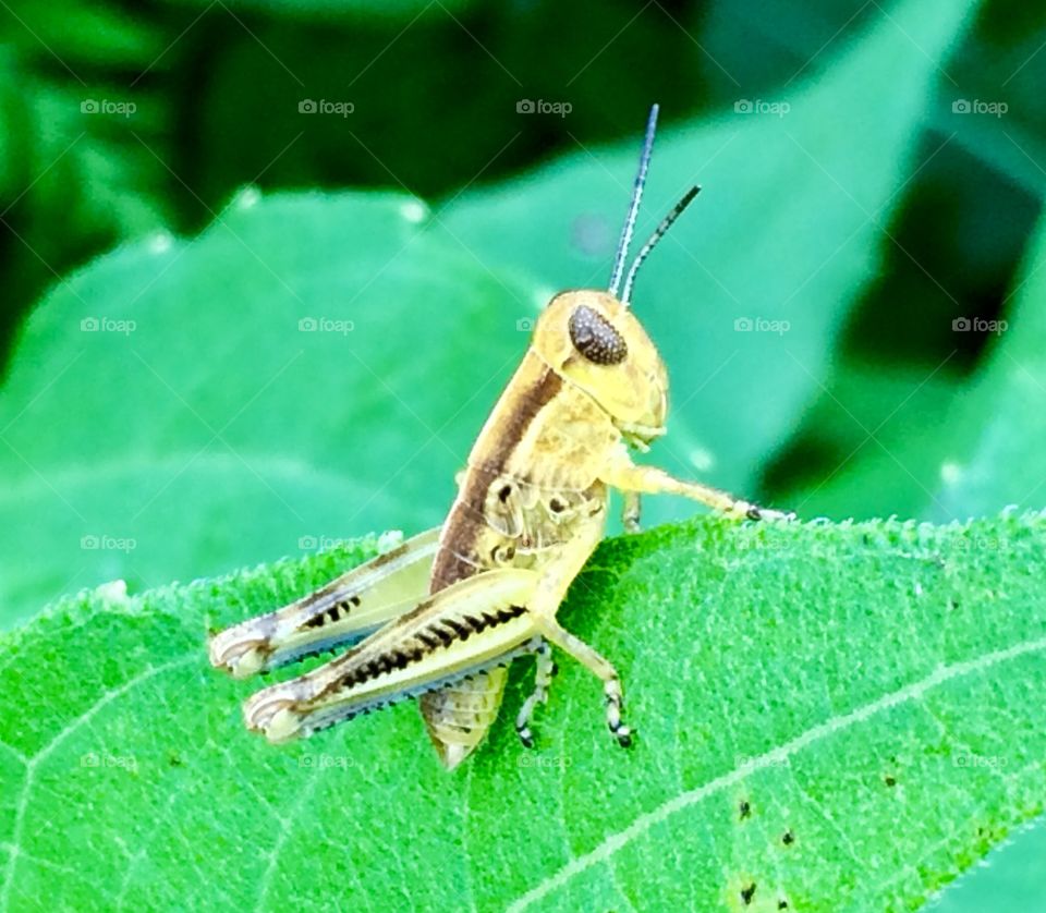 Tiny Golden Grasshopper 