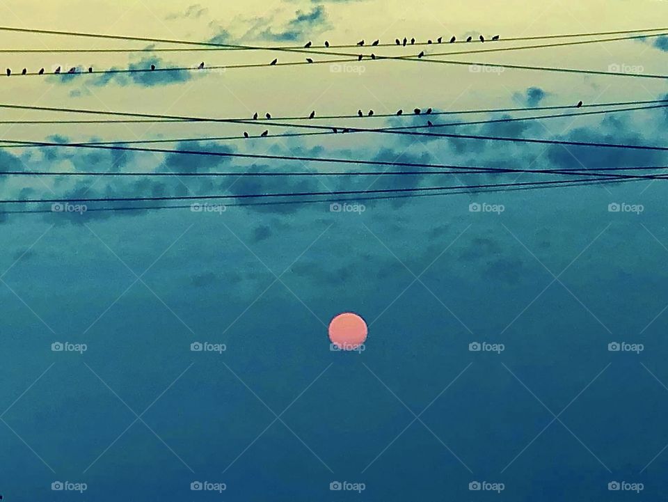 Birds on a wire and a red sunset