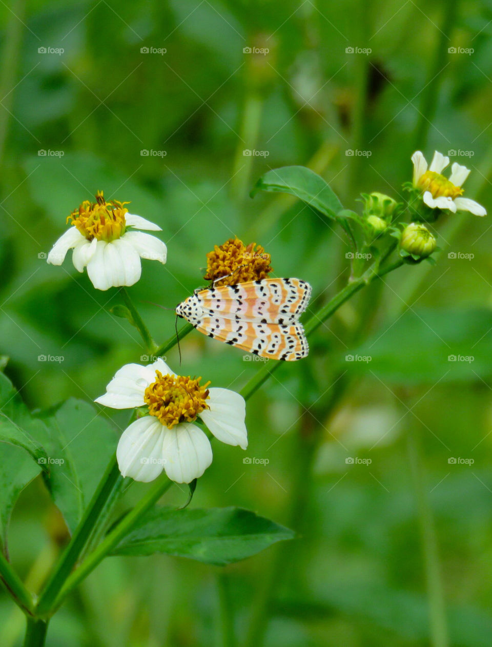 Close-up of moth on flower