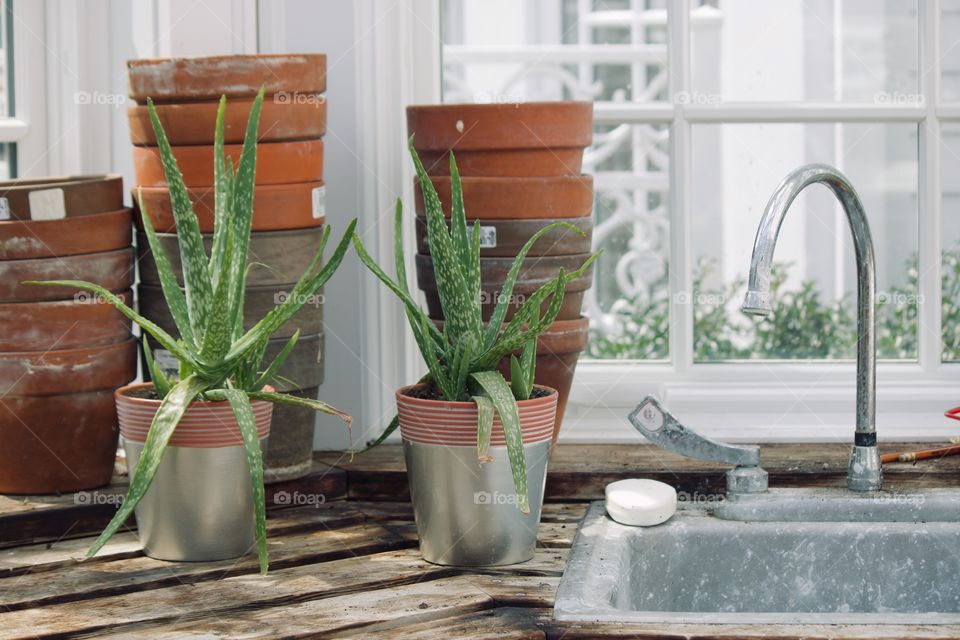 Aloe Vera plants in the greenhouse 