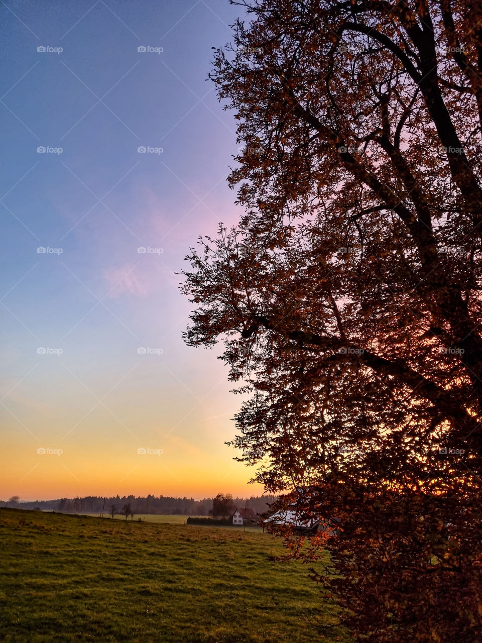 Nothing compares with a beautiful autumnal evening. The natural sky and the golden leaves. I think this picture goes perfectly with this mission. The perfect time for warm tea or mulled wine.