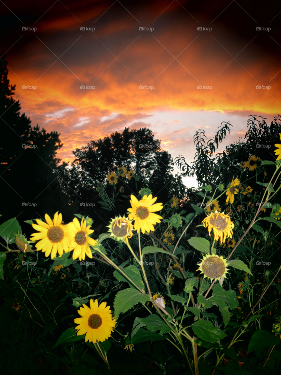 Sunflowers in sunset