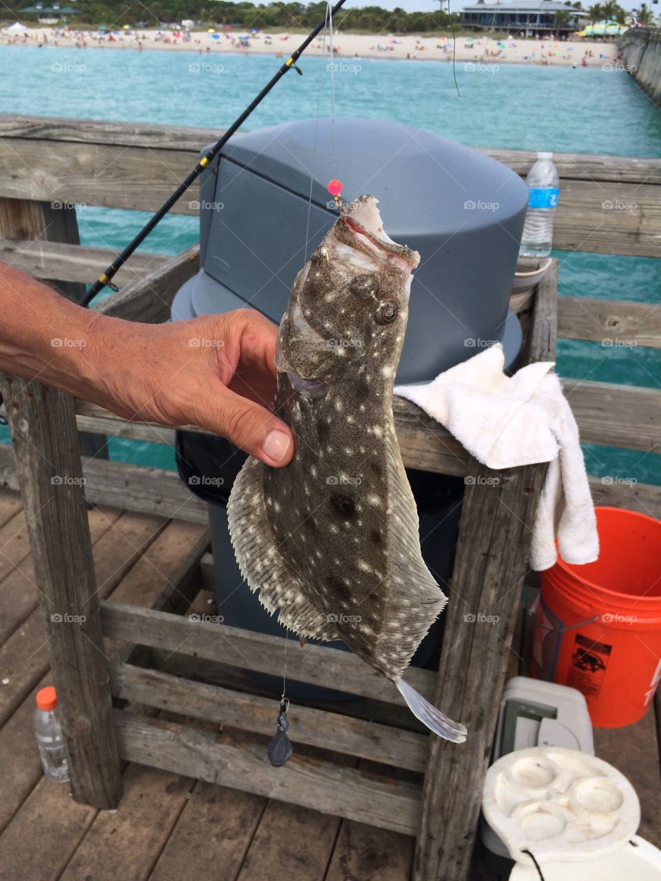 Fish Caught In Florida