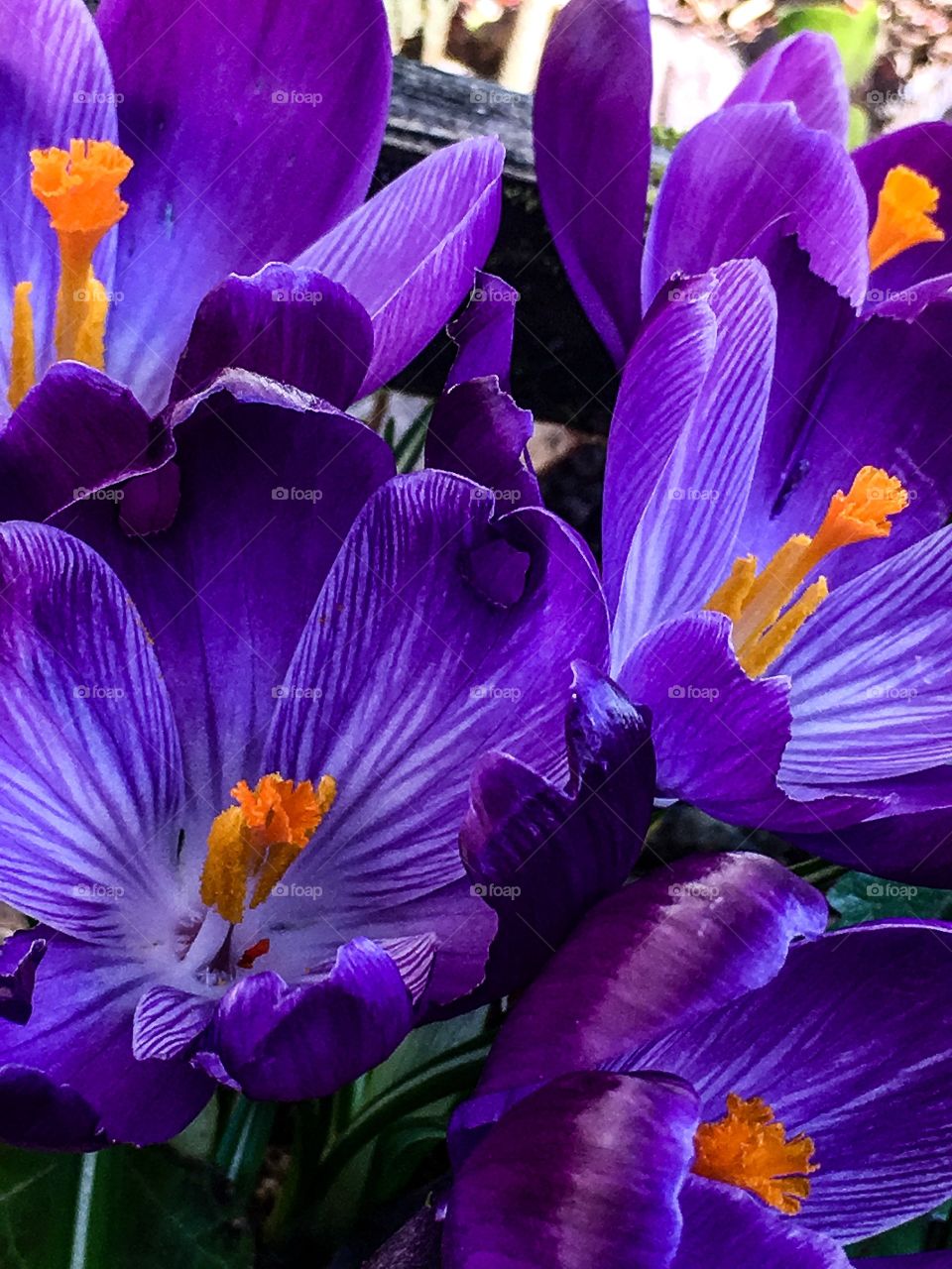 Crocus
