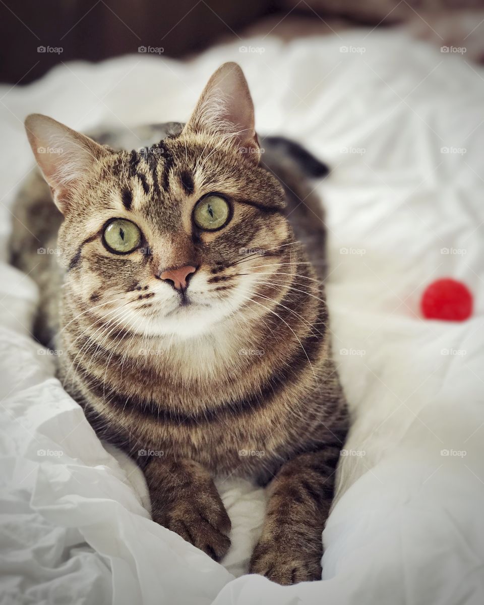 Portrait of cute cat on bed. Beautiful cat