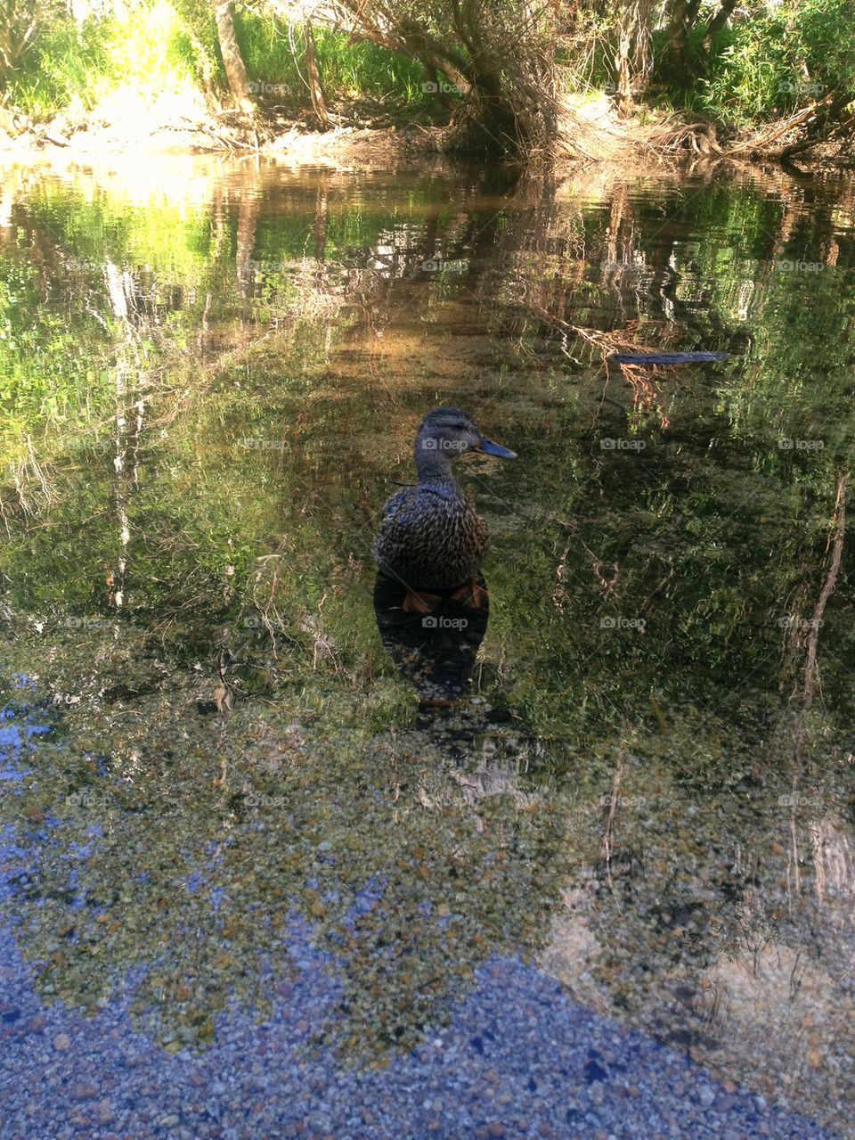 pond lake swim duck by asbreynolds