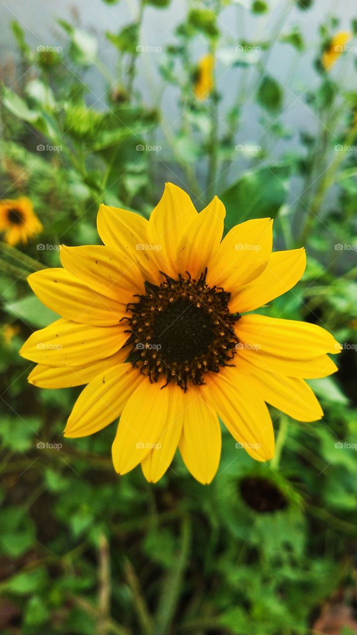 Sunflower is my favourite flower plant.🌻 There are so many sunflower plants in my house garden and I just love capturing them in my phone.📸🌟😍💖