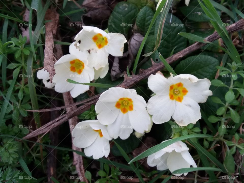 primroses