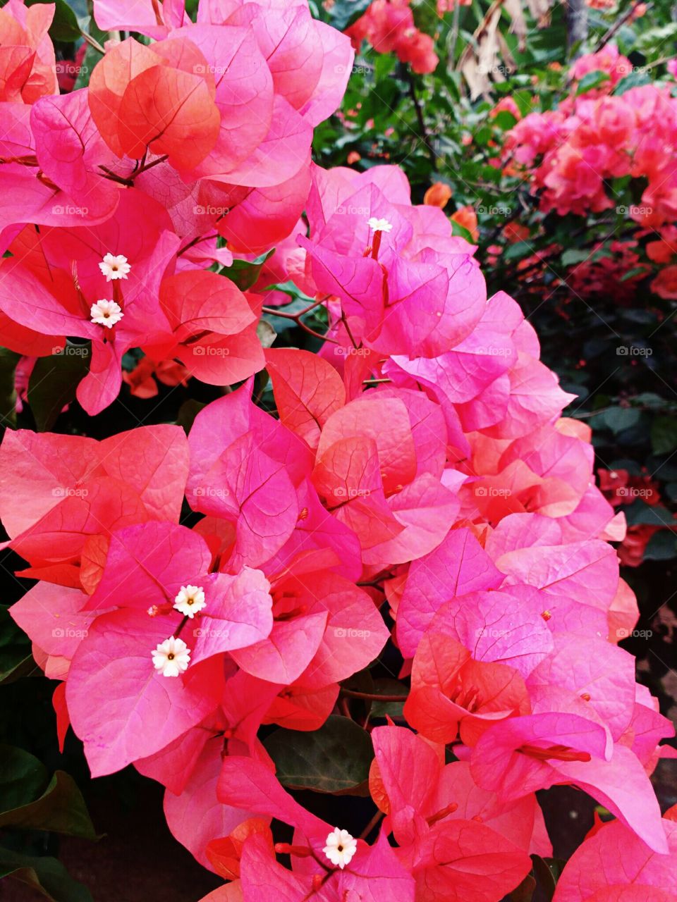 Bougainville