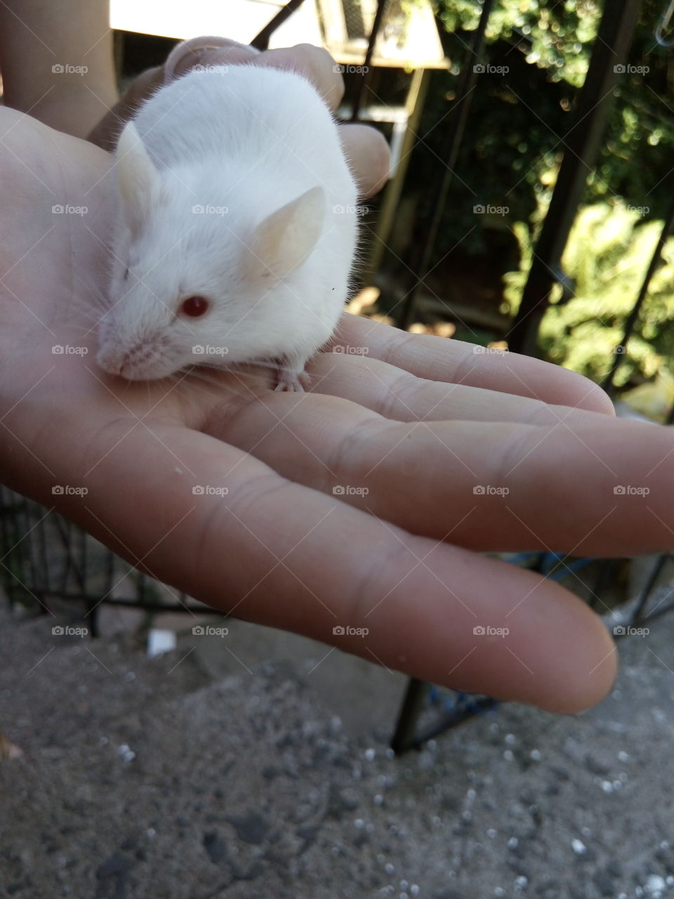 #mouse
#white