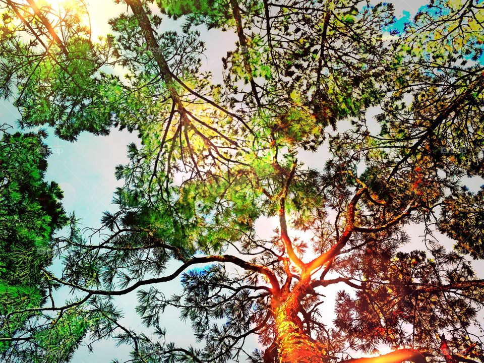 Sunlit tree canopy. Looking up at the sun light in the trees canopy.
