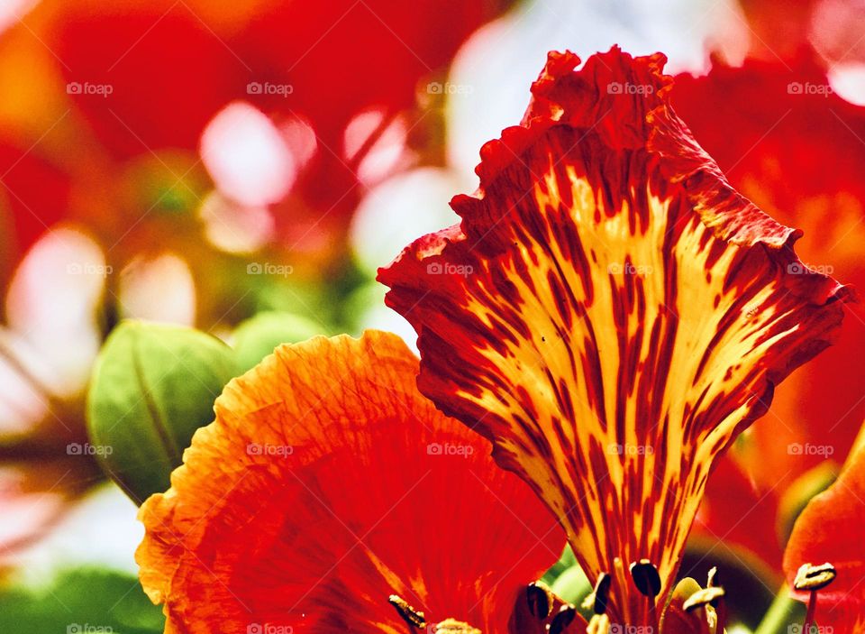 Floral photography - natural pattern on leaf 