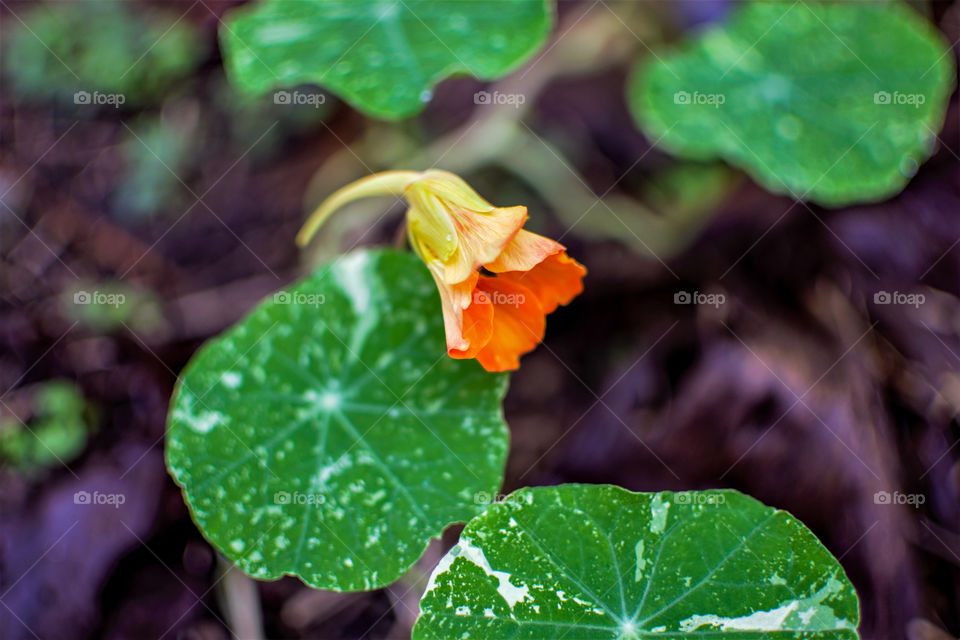 Nasturtium