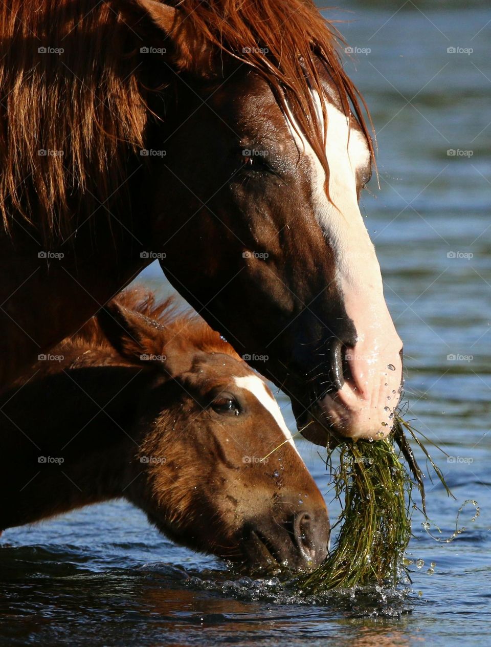 Wild Stallion with Son in River