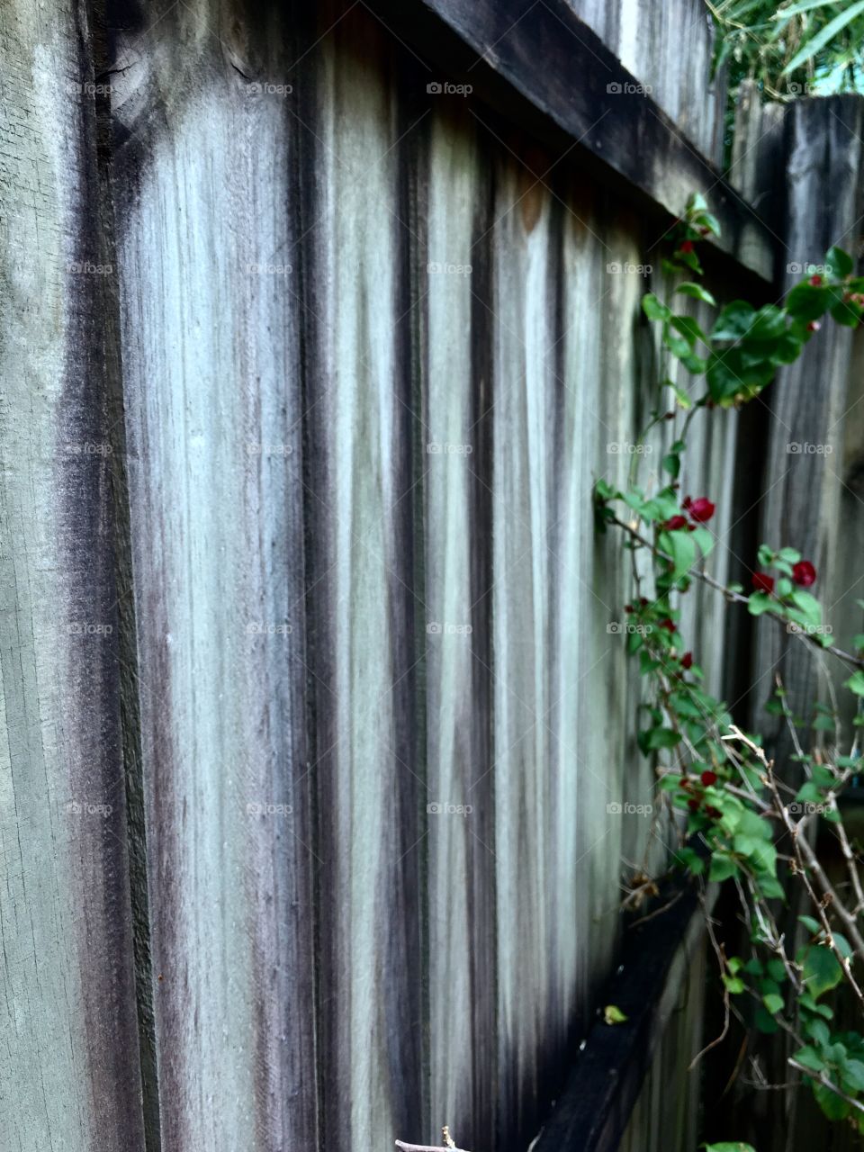 Aging grey fence. 