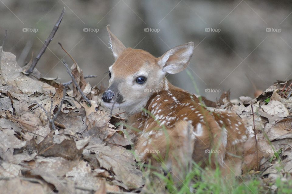 Camouflage 