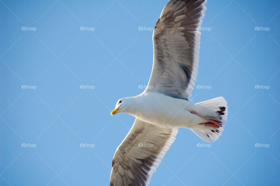 sky flying bird seagull by marqu3s