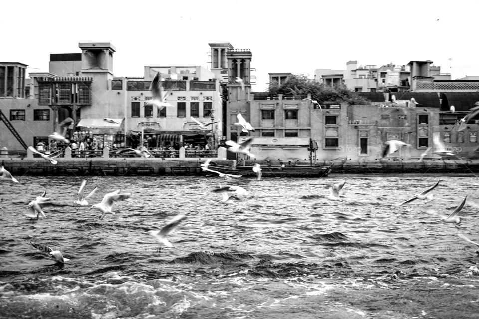 flying birds ,beach, dubai time