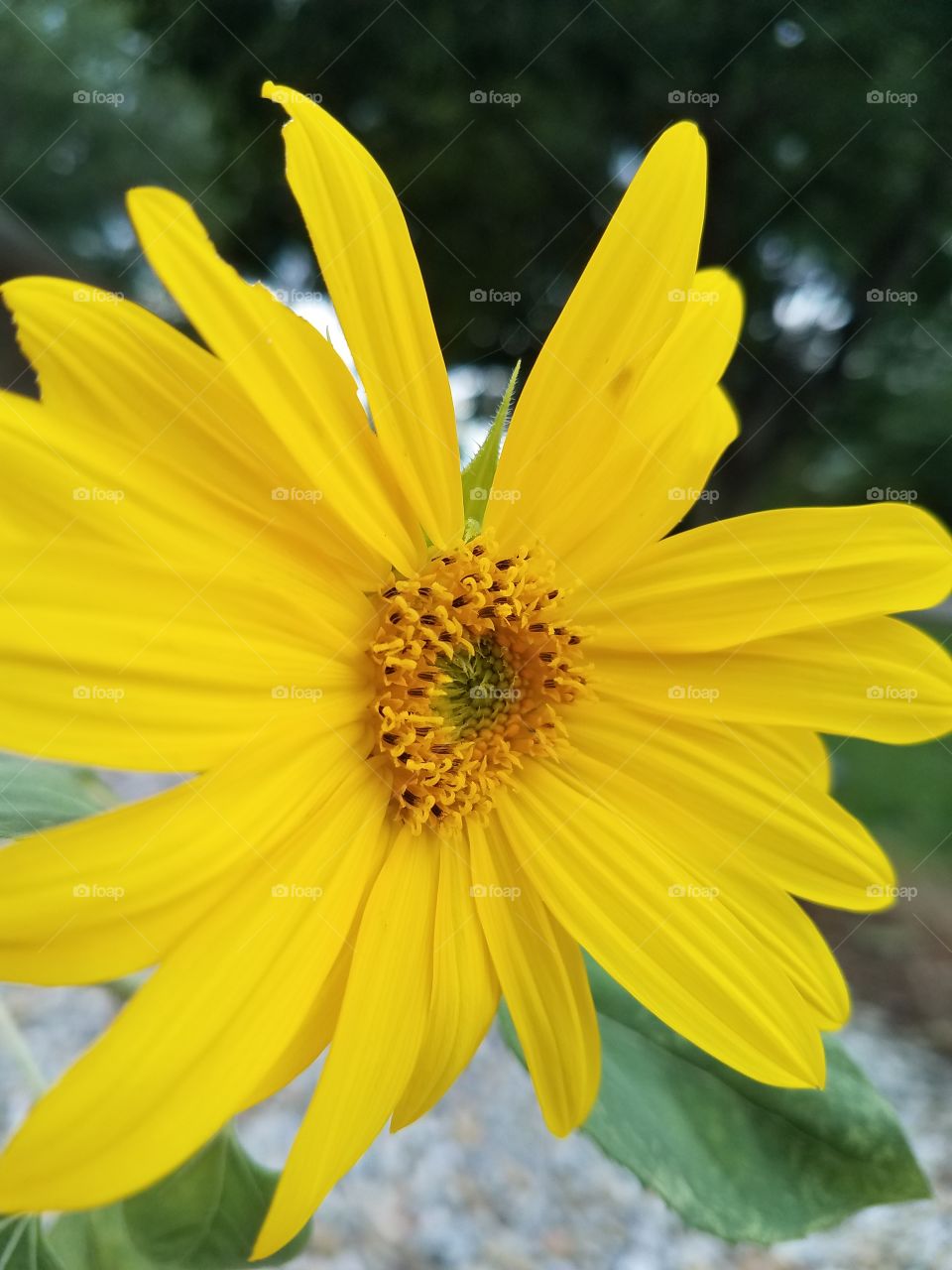 beautiful close up yellow flower