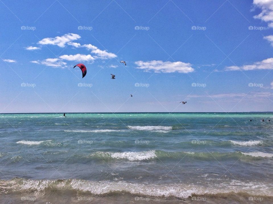 Racing with the Birds