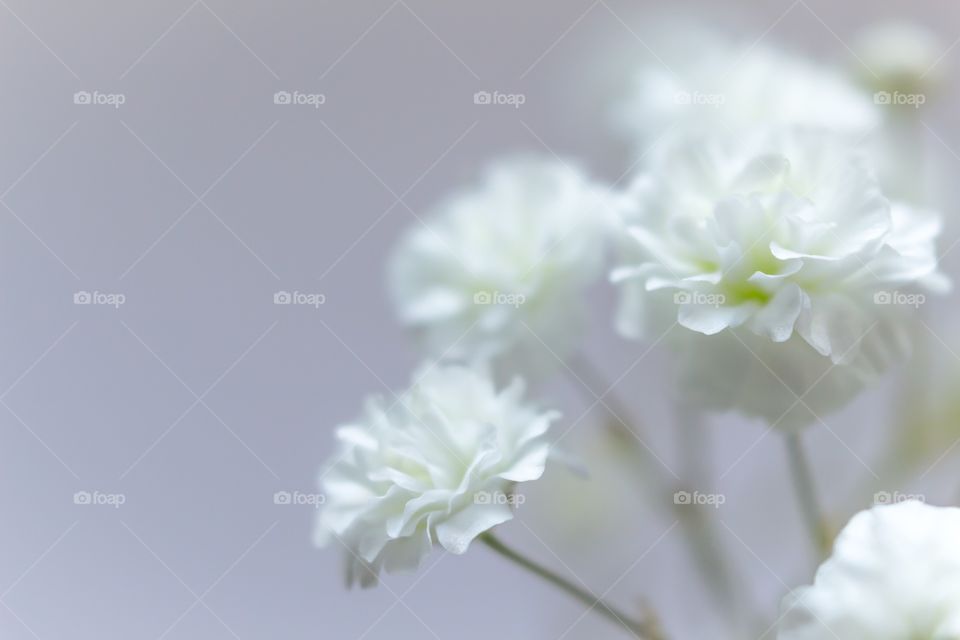 Baby's  Breath