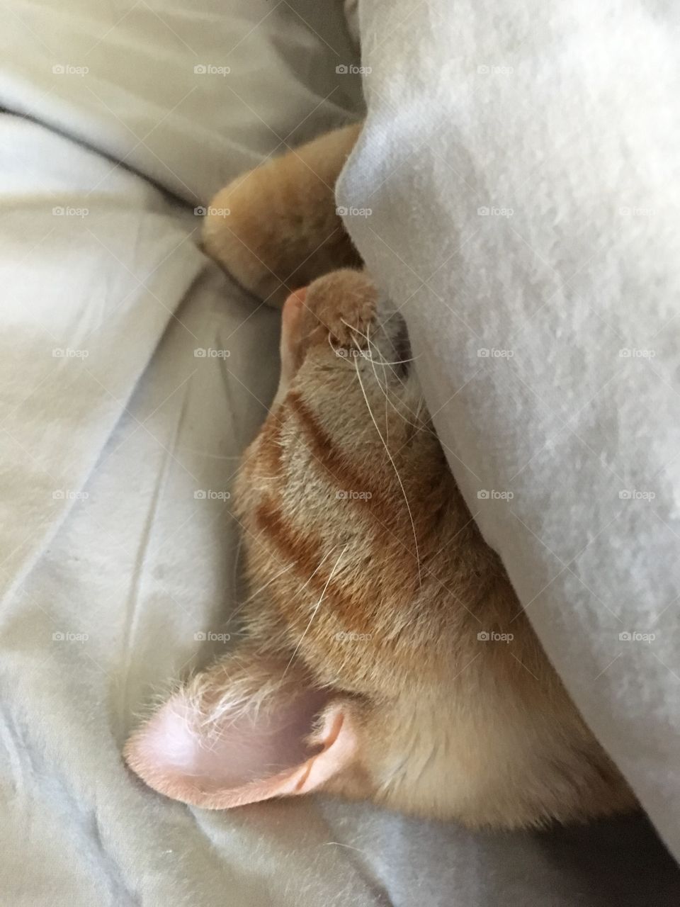 Sleeping cat 