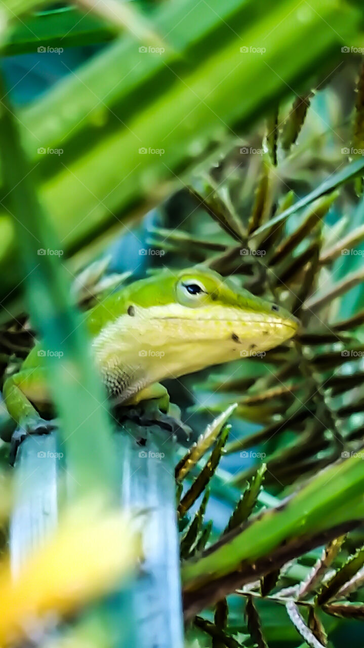 green lizard looking at you
