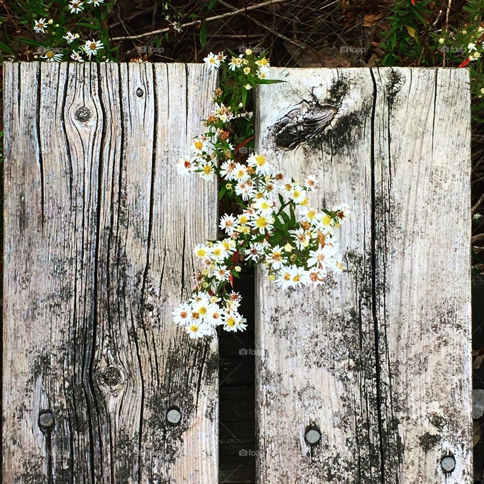 Planks and flowers