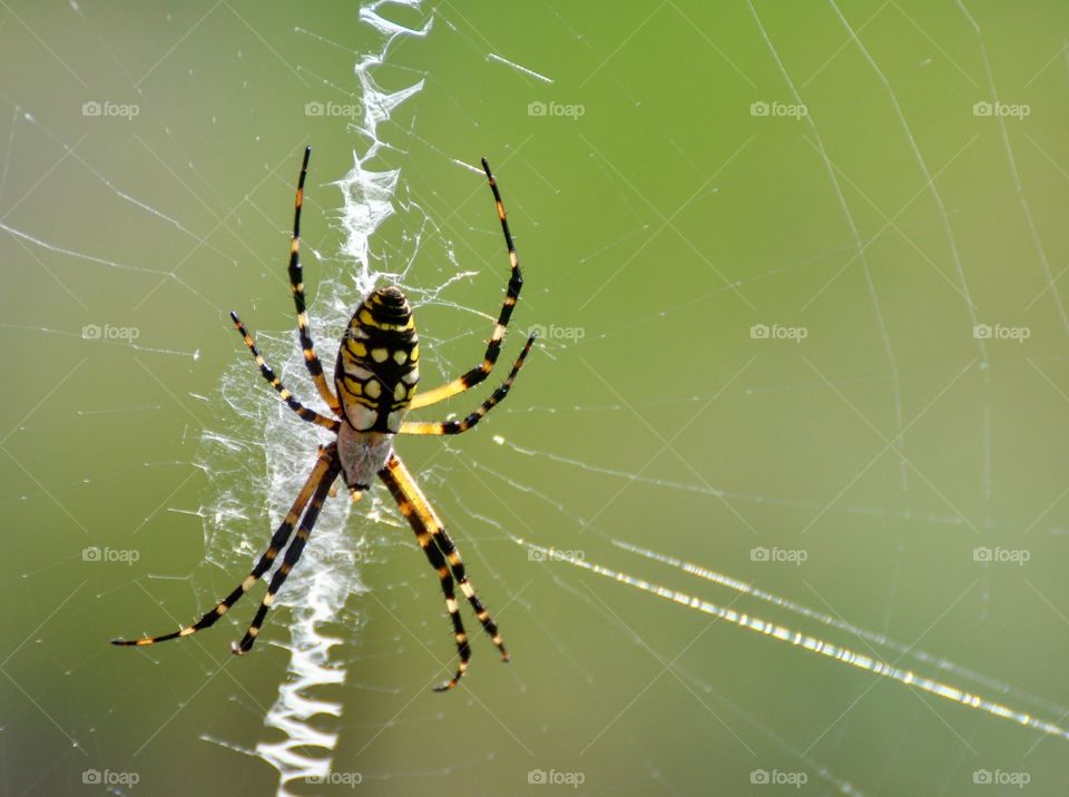 Spider on web. 