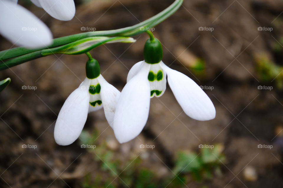 подснежники
snowdrops