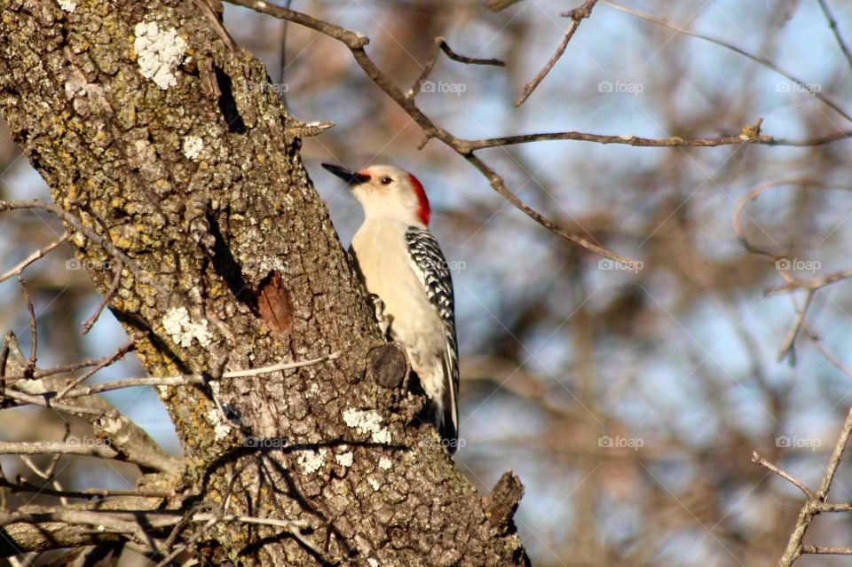 Woodpecker on a Tree