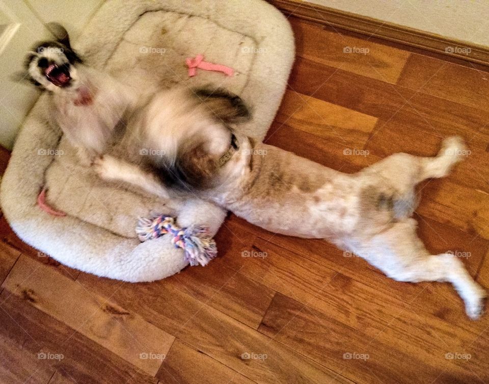 Dog and puppy playing