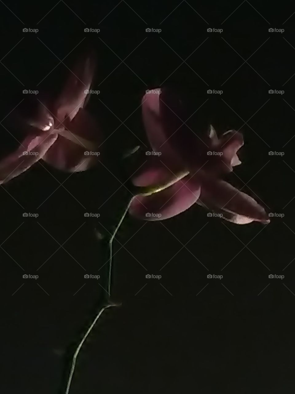 orchids upright against black background